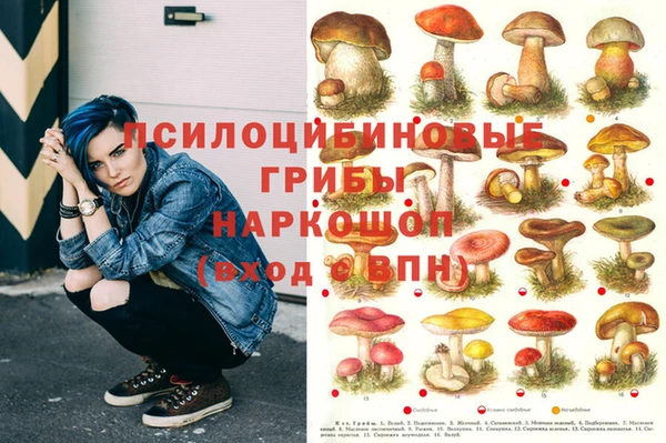 a pvp Новозыбков